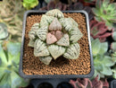 Haworthia Picta 'Okubo' 2" Succulent Plant