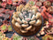 Graptoveria 'Opalina' 4" Succulent Plant