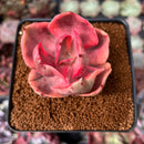 Echeveria 'Golden State' Variegated 2" Succulent Plant