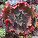 Echeveria 'Party Dress' 3" Succulent Plant