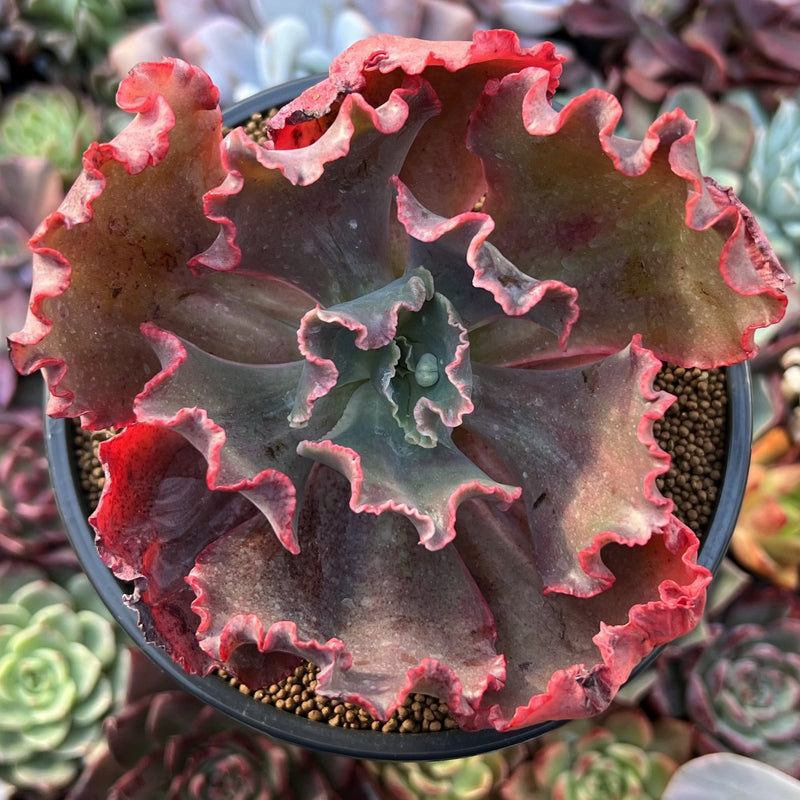 party dress succulent Echeveria 'Party Dress' 3" Succulent Plant