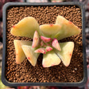 Echeveria 'Blade Runner' 1" Succulent Plant