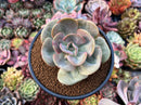Echeveria 'Lemon and Lime' 4" Succulent Plant