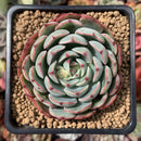 Echeveria 'Luma' 3" Succulent Plant