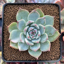 Echeveria 'Chihuahuaensis' 2"-3" Succulent Plant