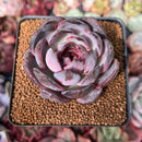 Echeveria 'Odette' 3" Succulent Plant