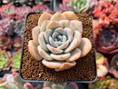 Echeveria 'La Bamba' 3" Succulent Plant