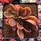 Echeveria 'Fimbriata' Variegated AKA 'Fasciculata' Crested 3" Succulent Plant