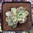 Echeveria Agavoides 'Star Boss' Variegated 2" Succulent Plant