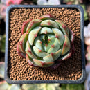 Echeveria 'Timothy' 1" Succulent Plant