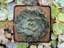 Echeveria 'Lucidium Roman' 4" Succulent Plant