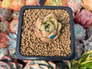 Echeveria Agavoides 'Spicy' 1/2" Small Succulent Plant