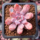 Echeveria 'Devolution' 1" New Hybrid Succulent Plant