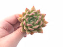 Echeveria Agavoides ‘Bassoon’ 3” Rare Succulent Plant