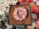 Echeveria Selected Hybrid 2" Succulent Plant
