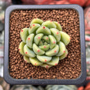 Echeveria 'Coco' 1" New Hybrid Succulent Plant