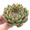 Echeveria Agavoides ‘Healing’ 3” Rare Succulent Plant
