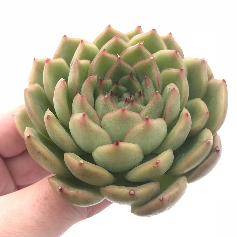 healing succulents Echeveria Agavoides 'Healing' 3” Rare Succulent Plant – True Succulents Plant Co