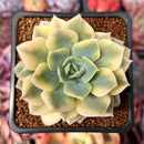 Echeveria 'Fun Queen' Variegated 2" Succulent Plant