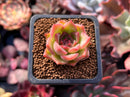 Echeveria Agavoides sp. 1" Small Succulent Plant