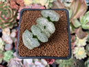 Haworthia Truncata 'Woohee' 2" Succulent Plant