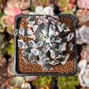 Echeveria 'Pignose' *Not E. Trumpet Pinky* 1" Succulent Plant