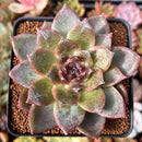 Echeveria 'White Soul' 3" Succulent Plant