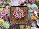 Echeveria 'Lilacina' x 'Rubin' Hybrid 1" Succulent Plant