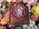 Echeveria 'Muesli' 2" Succulent Plant