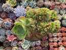 Aeonium 'Halloween' Large Crested Cluster 6" Succulent Plant