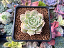 Echeveria 'Love Wave' Hybrid of 'Simulans' x 'Captain Hayes' 1" New Hybrid Succulent Plant