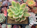 Echeveria 'Golden Glow' Variegated 2-3" Succulent Plant