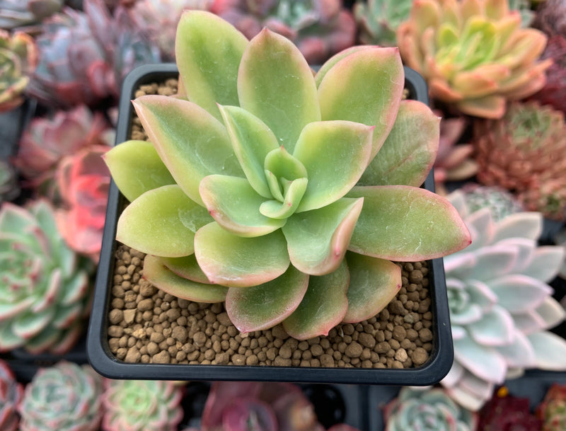 golden glow succulent Echeveria 'Golden Glow' Variegated 2-3" Succulent Plant