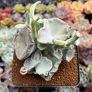 Cotyledon Undulata 'Shires Hobbit' 3" Succulent Plant