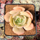 Echeveria 'Drawing' 2"-3" Succulent Plant