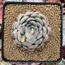 Echeveria 'Strawberry Ice' 3" Succulent Plant