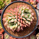 Echeveria 'King Midas' 3"-4" Succulent Plant