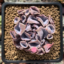 Echeveria 'Trumpet Pinky 1"-2" Succulent Plant