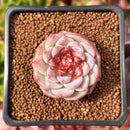 Echeveria 'Red Velvet' 1" Succulent Plant