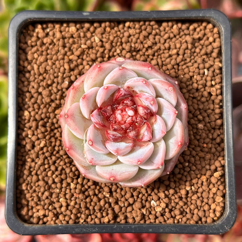 red velvet succulent Echeveria 'Red Velvet' 1" Succulent Plant – True Succulents Plant Co