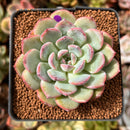 Echeveria 'Milk Sorbet' 2"-3" Succulent Plant