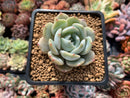 Echeveria 'Lehman' 1" Powdery Succulent Plant