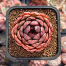 Echeveria Agavoides 'Black Smoke' 2" Succulent Plant