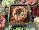 Echeveria 'Zaragoza' Hybrid 1" Succulent Plant