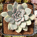 Echeveria 'Pulidonis' White Variegated 2" Succulent Plant