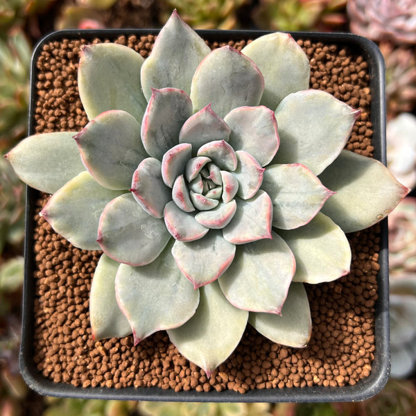 echeveria pulidonis succulent Echeveria 'Pulidonis' White Variegated 2" Succulent Plant – True Succulents Plant Co