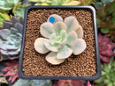 Echeveria Runyonii Variegated (Aka Echeveria 'Akaihosi' Variegated) 2" Succulent Plant