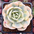 Echeveria Runyonii Variegated (Aka Echeveria 'Akaihosi' Variegated) 2" Succulent Plant