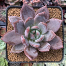 Echeveria 'Purple Champaign' 3" Succulent Plant