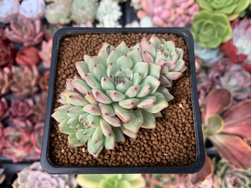 Echeveria 'Mexensis Zaragosa' 1